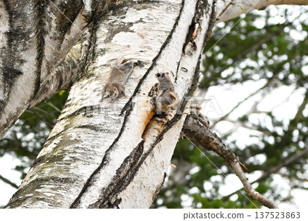 Three Siberian flying squirrels mating on a birch tree trunk in the evening in a spring park in Hokkaido 137523863