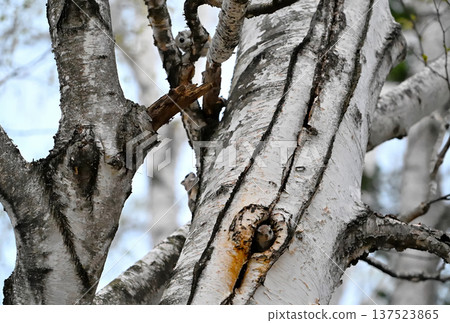 Three Siberian flying squirrels mating on a birch tree trunk in the evening in a spring park in Hokkaido Three Siberian flying squirrels mating on a birch tree trunk in the evening in a spring park in Hokkaido 137523865