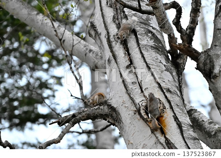 傍晚時分，北海道某春季公園裡，三隻西伯利亞鼠在一棵白樺樹幹上交配。 137523867