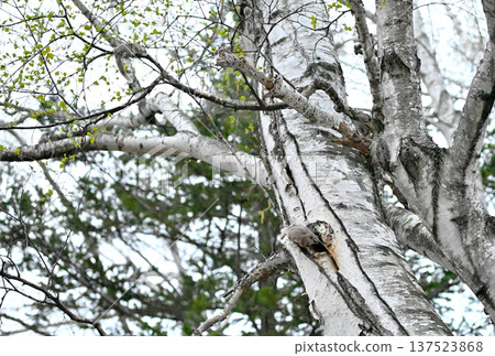 Four Siberian flying squirrels mating on a birch tree trunk in the evening in a spring park in Hokkaido 137523868
