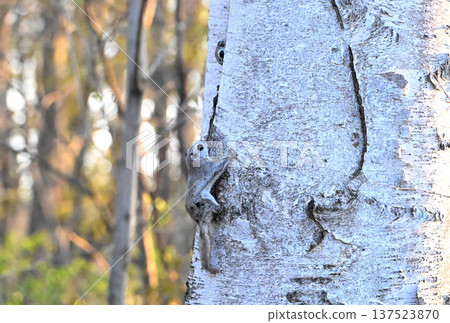 傍晚時分，北海道某春季公園裡，西伯利亞鼠在白樺樹幹上築巢繁殖。 137523870
