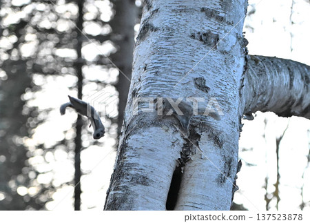 A Siberian flying squirrel jumps off a birch tree trunk during a breeding dispute in the evening in a spring park in Hokkaido 137523878