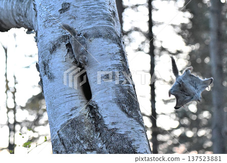 A Siberian flying squirrel jumps off a birch tree trunk during a breeding dispute in the evening in a spring park in Hokkaido A Siberian flying squirrel jumps off a birch tree trunk during a breeding dispute in the evening in a spring park in Hokkaido 137523881