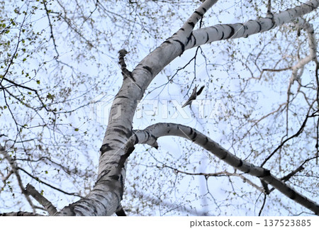 在北海道一處春季公園的傍晚，一隻西伯利亞飛鼠在交配爭奪中從一棵白樺樹幹上跳下來。 137523885