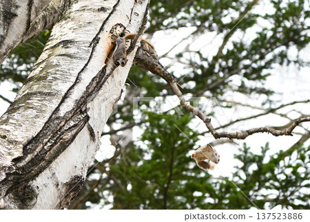 在北海道一處春季公園的傍晚,一隻西伯利亞飛鼠在交配爭奪中從一棵白樺樹幹上跳下來。 在北海道一處春季公園的傍晚,一隻西伯利亞飛鼠在交配爭奪中從一棵白樺樹幹上跳下來。 137523886