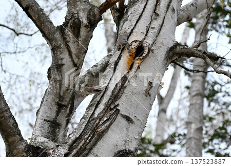 在北海道一處春季公園的傍晚，一隻西伯利亞飛鼠在交配爭奪中從一棵白樺樹幹上跳下來。 137523887