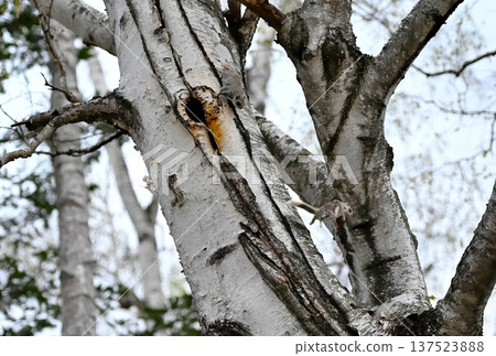 在北海道一處春季公園的傍晚，一隻西伯利亞飛鼠在交配爭奪中從一棵白樺樹幹上跳下來。 137523888