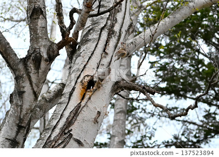 A Siberian flying squirrel jumps off a birch tree trunk during a breeding dispute in the evening in a spring park in Hokkaido 137523894