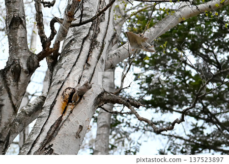 在北海道一處春季公園的傍晚，一隻西伯利亞飛鼠在交配爭奪中從一棵白樺樹幹上跳下來。 137523897