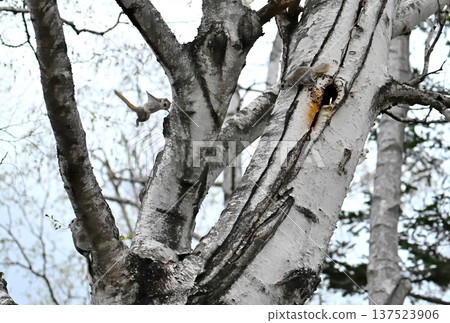 在北海道一處春季公園的傍晚,一隻西伯利亞飛鼠在交配爭奪中從一棵白樺樹幹上跳下來。 在北海道一處春季公園的傍晚,一隻西伯利亞飛鼠在交配爭奪中從一棵白樺樹幹上跳下來。 137523906