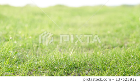 Green grass background with shallow depth of field and bokeh. Green grass background with shallow depth of field and bokeh. 137523912