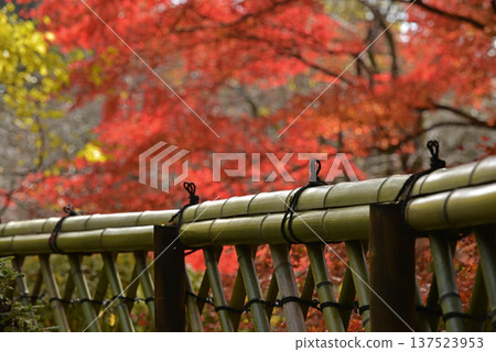 Koetsu fence and autumn leaves Koetsu fence and autumn leaves 137523953