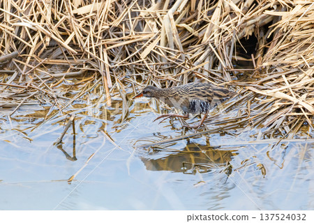 A rail foraging in a waterway 137524032