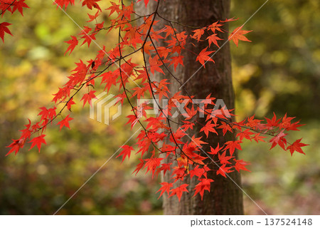 樹林間閃耀著紅光的楓樹 樹林間閃耀著紅光的楓樹 137524148