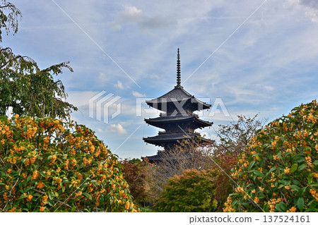 Toji Temple: Five-story pagoda and osmanthus 137524161