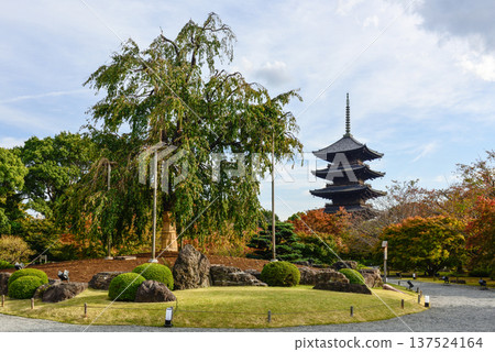 Tojiji Fuji cherry tree and five-storied pagoda Tojiji Fuji cherry tree and five-storied pagoda 137524164