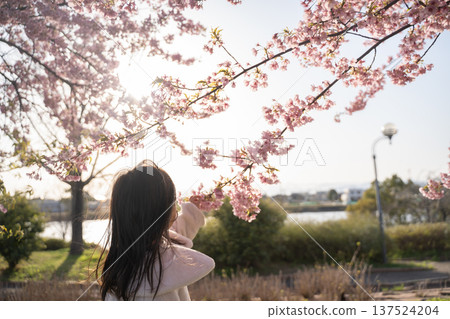 一個孩子伸手去夠落日和櫻花。 137524204