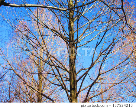 Landscape in winter trees and blue sky Landscape in winter trees and blue sky 137524213