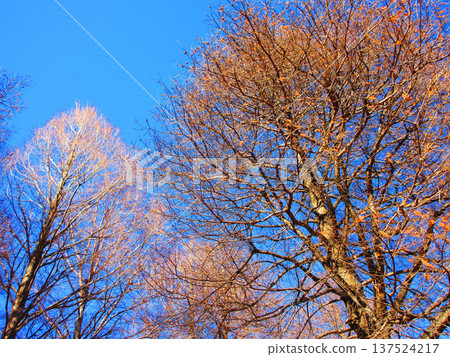 Landscape in winter trees and blue sky Landscape in winter trees and blue sky 137524217