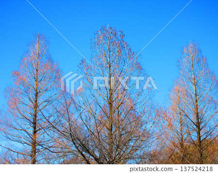 在冬天樹和藍天的風景 137524218