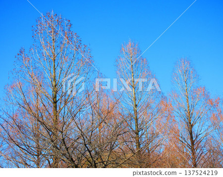 Landscape in winter trees and blue sky 137524219