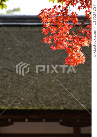 The roof of the shrine and autumn leaves The roof of the shrine and autumn leaves 137524257