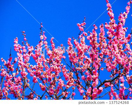 紅梅花與藍天（2026年攝於都市農業公園） 137524268