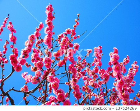 紅梅花與藍天（2026年攝於都市農業公園） 137524269