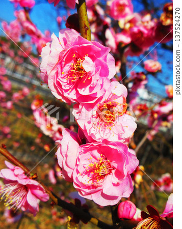 紅梅花與藍天（2026年攝於都市農業公園） 137524270