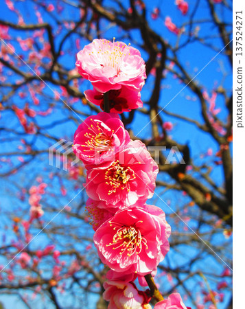 Red plum blossoms and blue sky (photographed at Urban Agricultural Park in 2026) 137524271