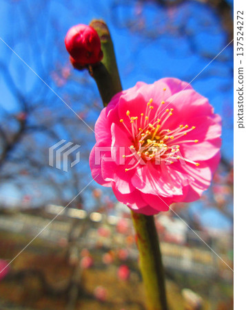 紅梅花與藍天（2026年攝於都市農業公園） 137524272