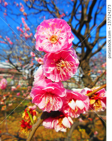 紅梅花與藍天（2026年攝於都市農業公園） 137524273