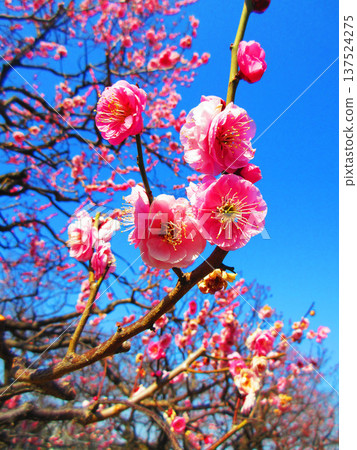 紅梅花與藍天（2026年攝於都市農業公園） 137524275