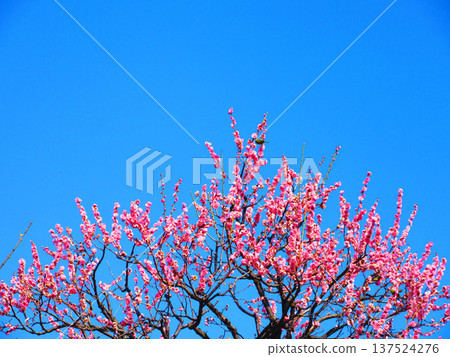 紅梅花與藍天（2026年攝於都市農業公園） 137524276