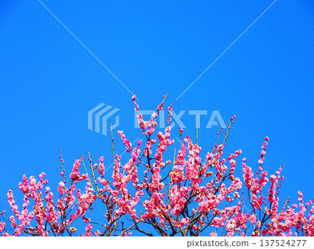 紅梅花與藍天(2026年攝於都市農業公園) 紅梅花與藍天(2026年攝於都市農業公園) 137524277