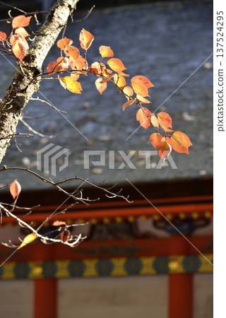久勝明神神社和秋葉盛開的櫻花樹 久勝明神神社和秋葉盛開的櫻花樹 137524295