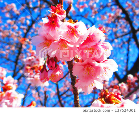 紅梅花與藍天（2026年攝於都市農業公園） 137524301