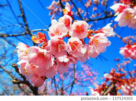 紅梅花與藍天（2026年攝於都市農業公園） 137524303