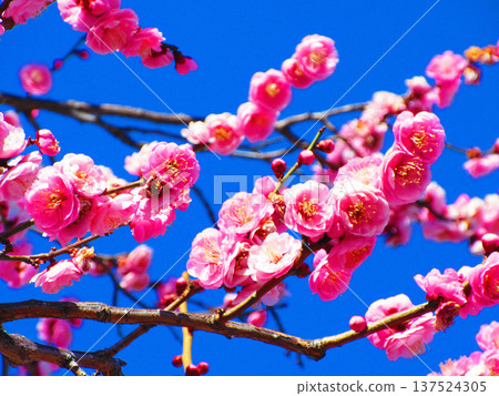 紅梅花與藍天（2026年攝於都市農業公園） 137524305