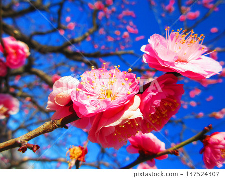 Red plum blossoms and blue sky (photographed at Urban Agricultural Park in 2026) Red plum blossoms and blue sky (photographed at Urban Agricultural Park in 2026) 137524307