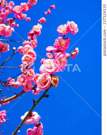 紅梅花與藍天（2026年攝於都市農業公園） 137524310