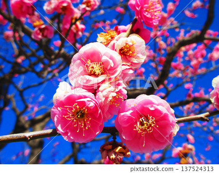 紅梅花與藍天（2026年攝於都市農業公園） 137524313