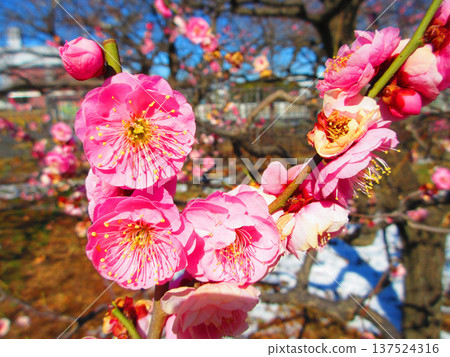 紅梅花與藍天（2026年攝於都市農業公園） 137524316