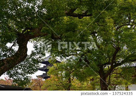 東寺和京護國寺的秋葉 137524335