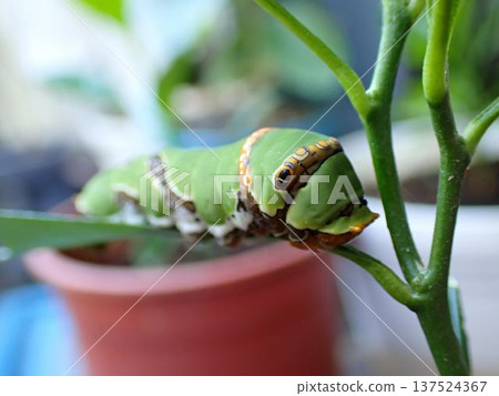 Swallowtail butterfly larvae Swallowtail butterfly larvae 137524367