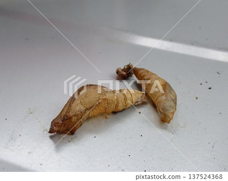 Swallowtail butterfly pupa Swallowtail butterfly pupa 137524368