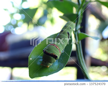 Swallowtail butterfly larvae Swallowtail butterfly larvae 137524370