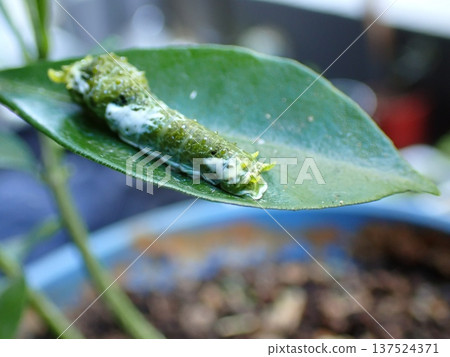 Swallowtail butterfly larvae Swallowtail butterfly larvae 137524371