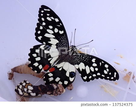 Endless swallowtail butterfly 137524375