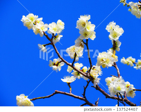 White plum blossoms and blue sky (photographed at Urban Agricultural Park in 2026) White plum blossoms and blue sky (photographed at Urban Agricultural Park in 2026) 137524407